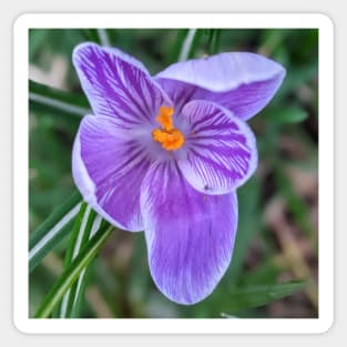 Purple, Orange and White Flower 2 Sticker